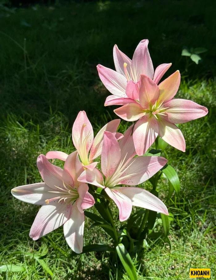 hoa ly lung linh nang