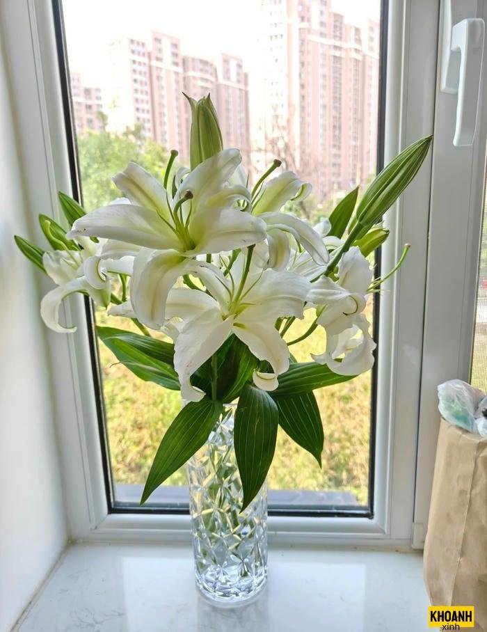 hoa ly lung linh nắng