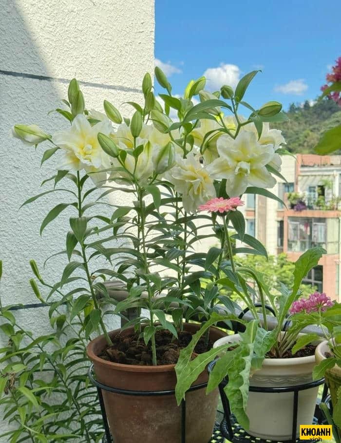 hoa ly nghệ thuật hd