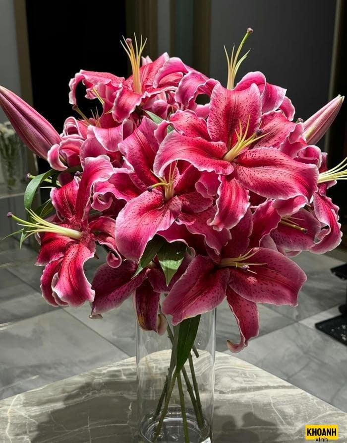 hoa ly nở sớm nét