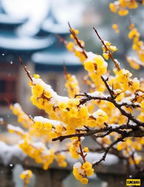 hoa mai tết nở rộ