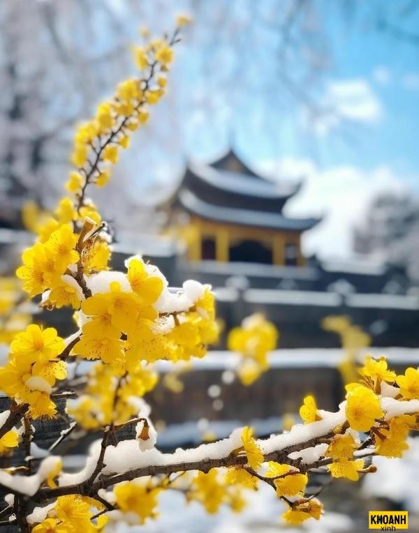 hoa mai vàng hd đẹp