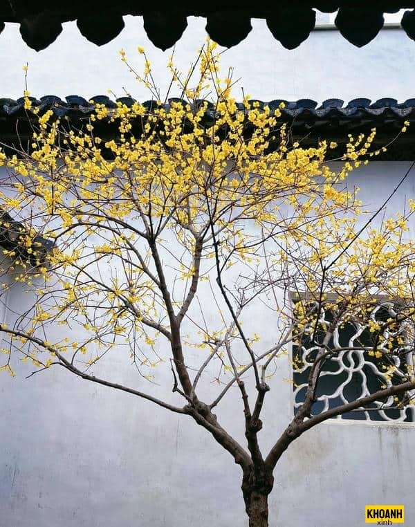 hoa mai vàng lung linh