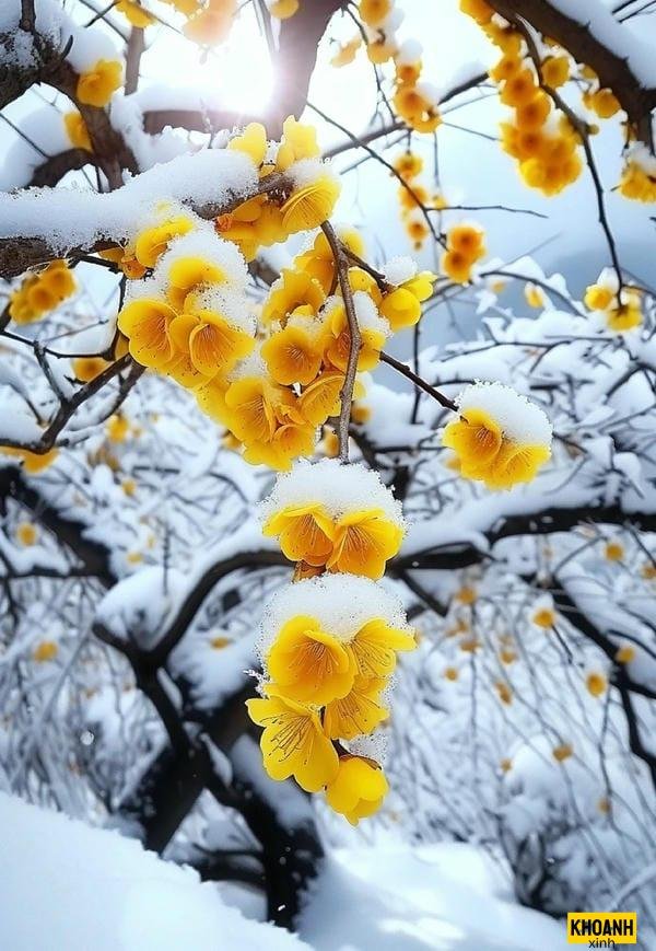 hoa mai vàng nghệ thuật