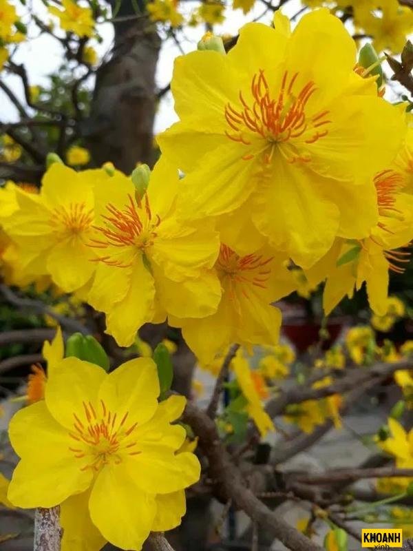 hoa mai vàng rạng rỡ