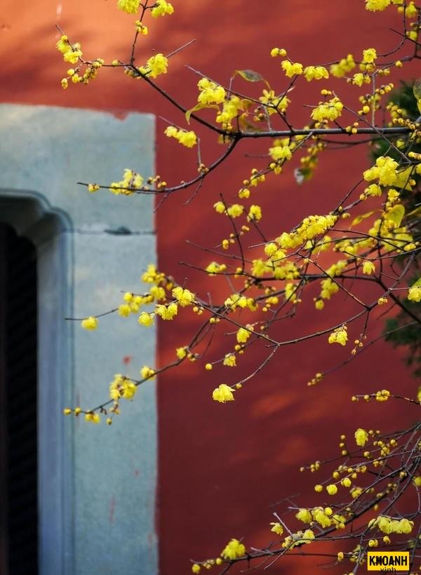 hoa mai vàng thanh cao