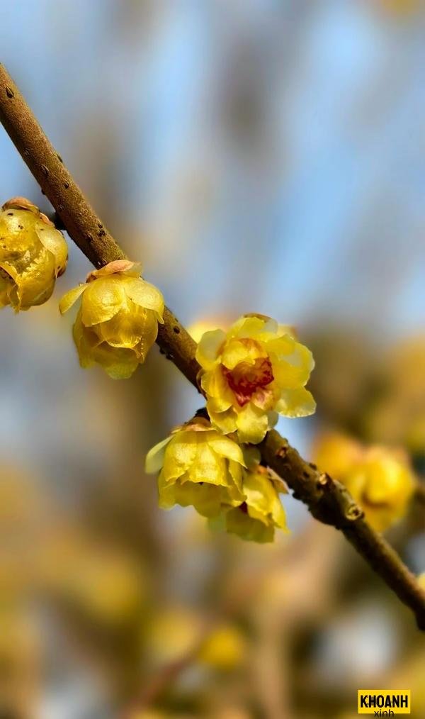 hoa mai vàng trong nắng