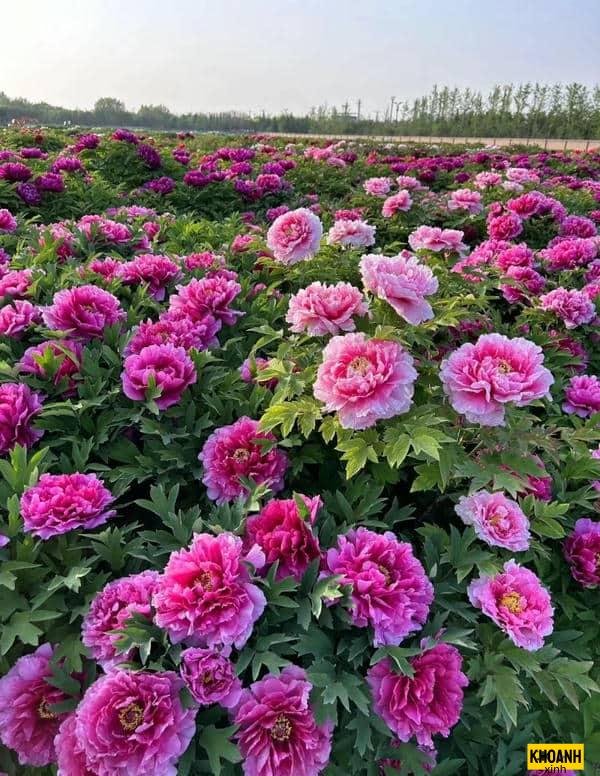 hoa mẫu đơn lung linh