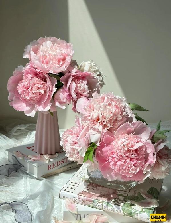 hoa mẫu đơn trong nắng