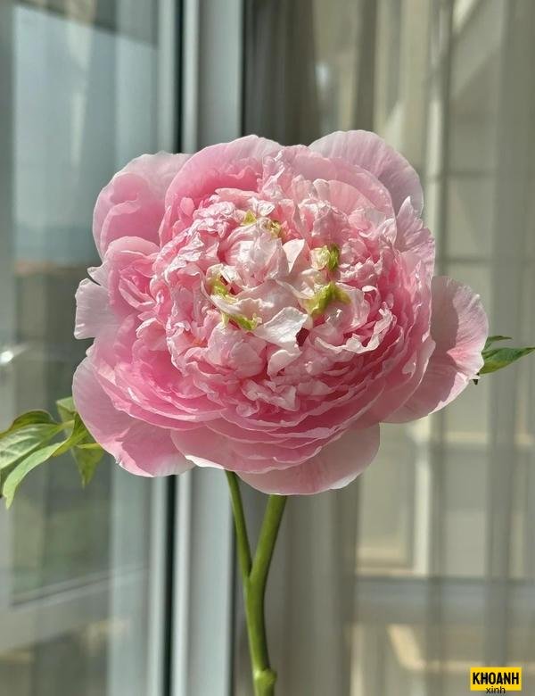 hoa mau don trung quoc