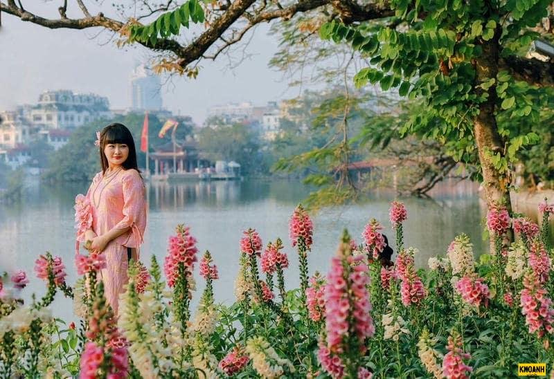 hoa mua thu ha noi 4k