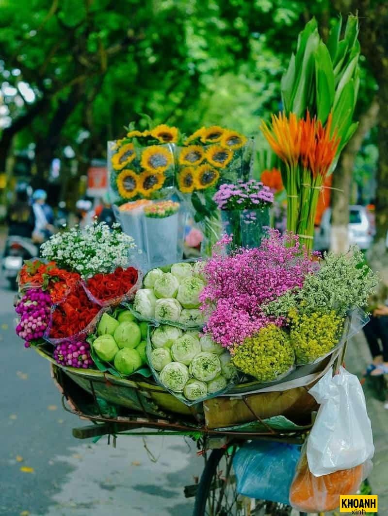 hoa mùa thu hà nội 4k