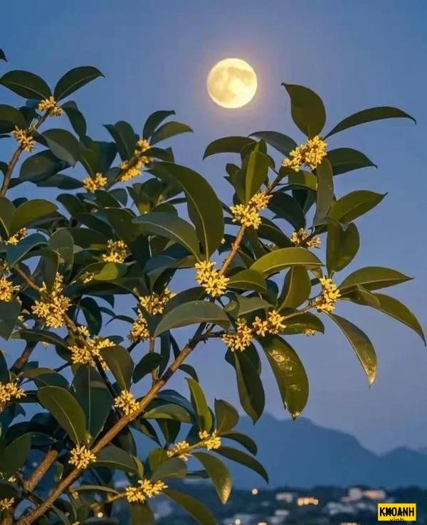 hoa nguyệt quế lung linh