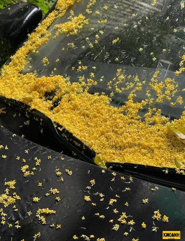 hoa nguyệt quế mùa xuân