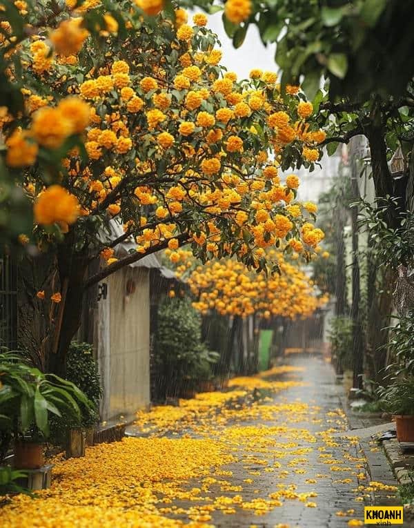 hoa nguyệt quế phong thủy