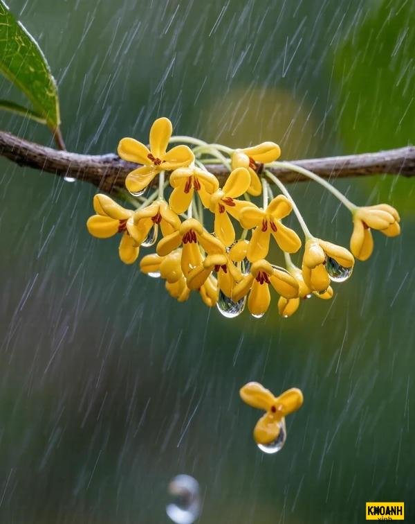 hoa nguyệt quế thanh khiết