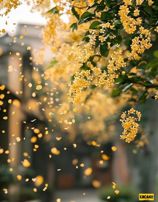 hoa nguyệt quế thơm ngát