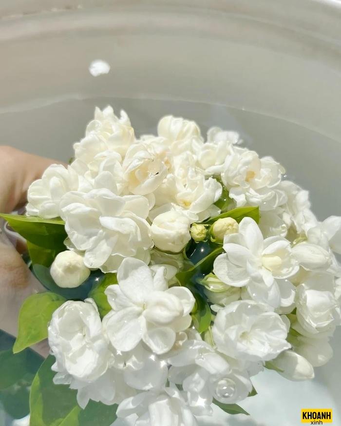 hoa nhài mỏng manh xinh