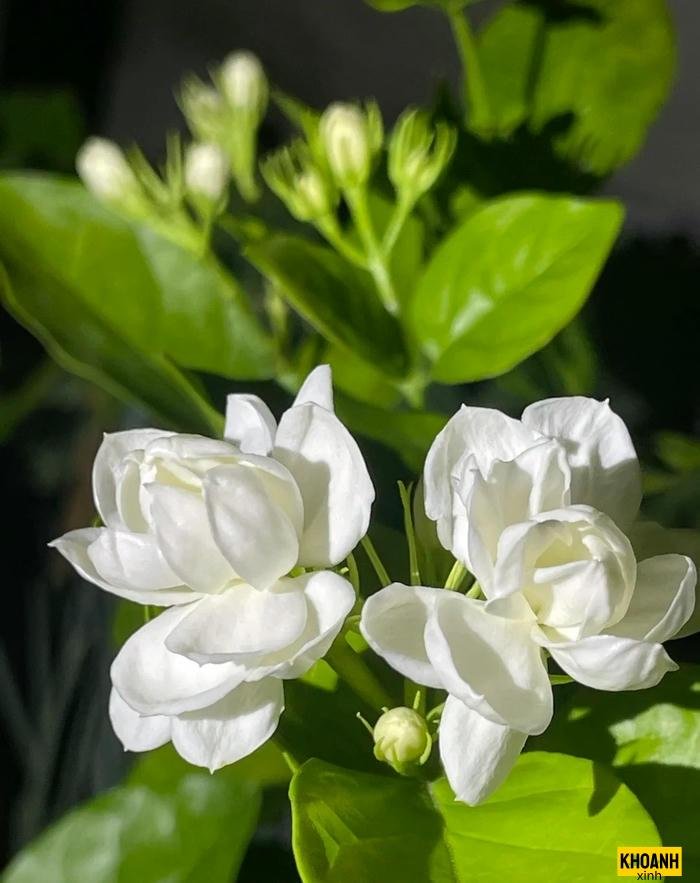 hoa nhai nghe thuat hd