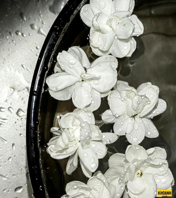 hoa nhài nghệ thuật hd