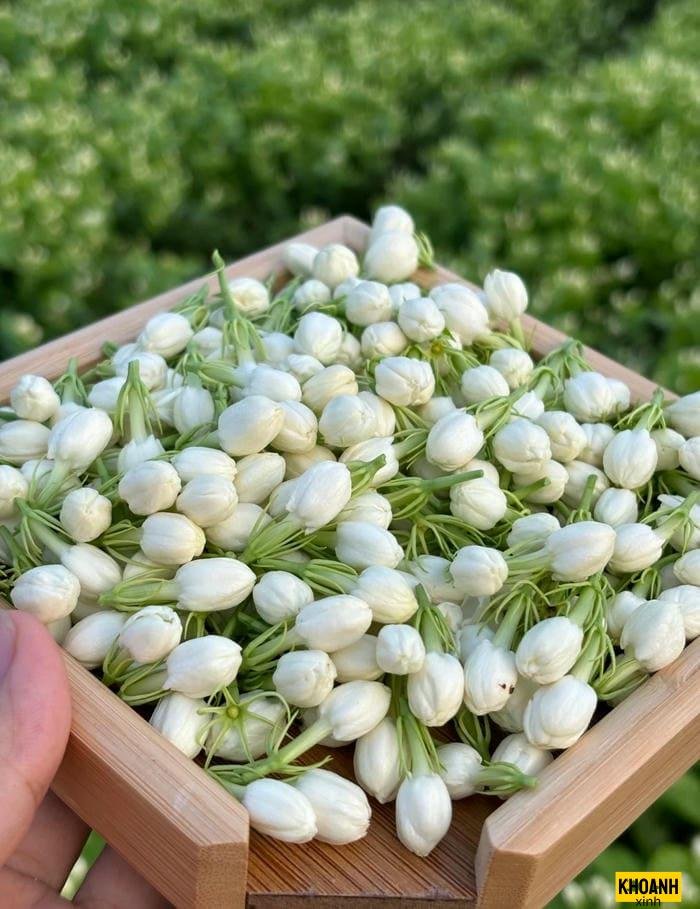 hoa nhài phong cách vintage