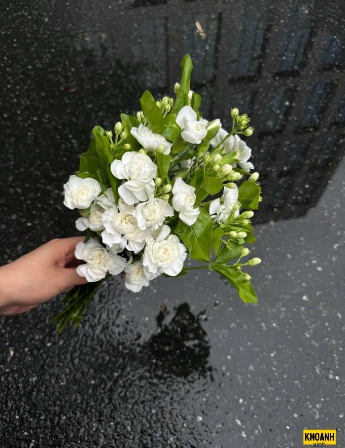 hoa nhài tây nở rộ