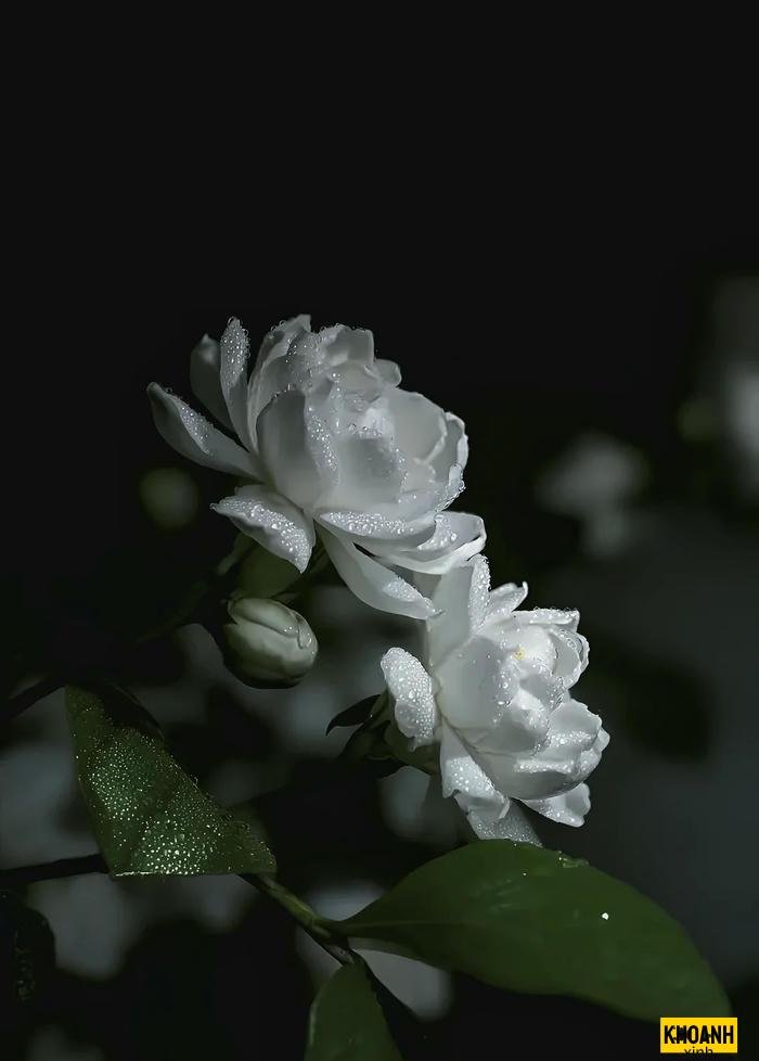 hoa nhai thanh khiet hd