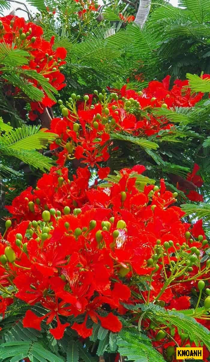 hoa phượng vĩ cực nét