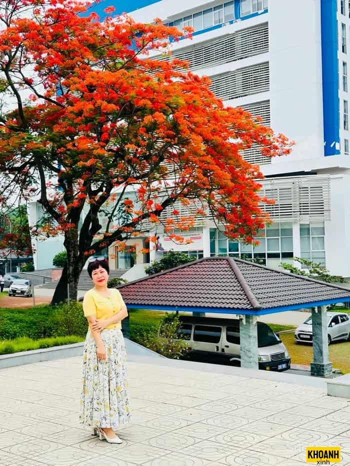 hoa phượng vĩ lung linh