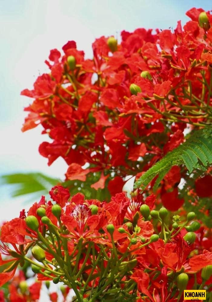 hoa phượng vĩ ngày hè