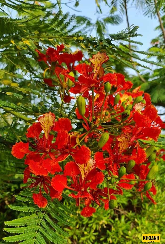 hoa phượng vĩ nở rộ