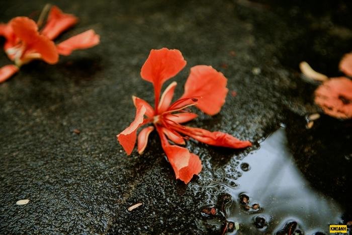 hoa phượng vĩ tuổi học trò