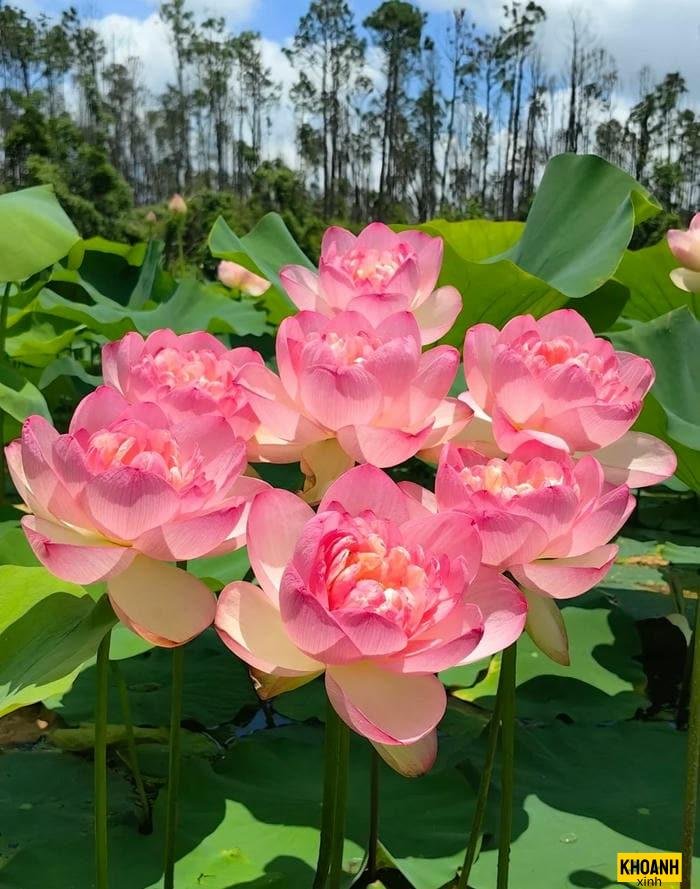 hoa sen hồng trong nắng