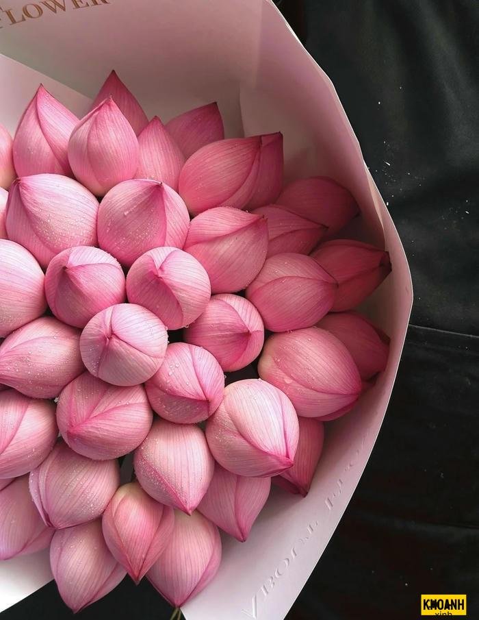 hoa sen hồng việt nam