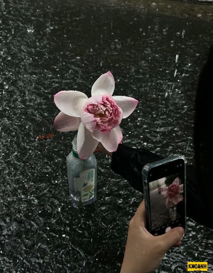 hoa sen nghe thuat hd