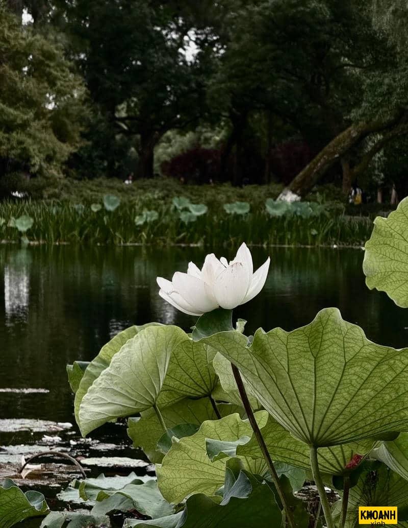 hoa sen trắng đọng sương