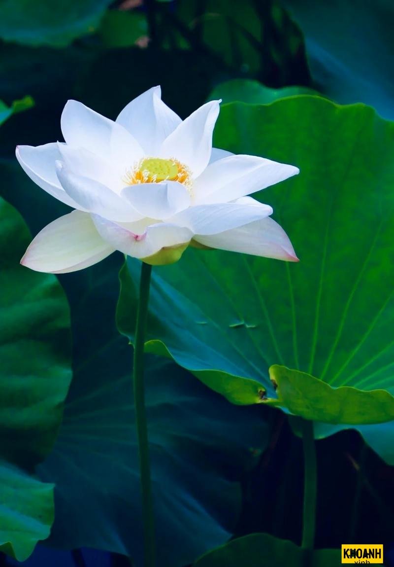 hoa sen trang lung linh