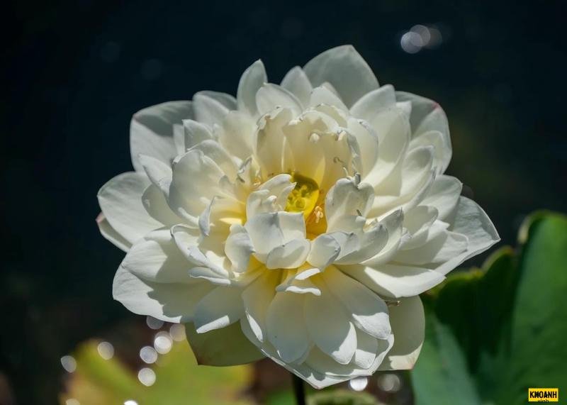 hoa sen trắng lung linh