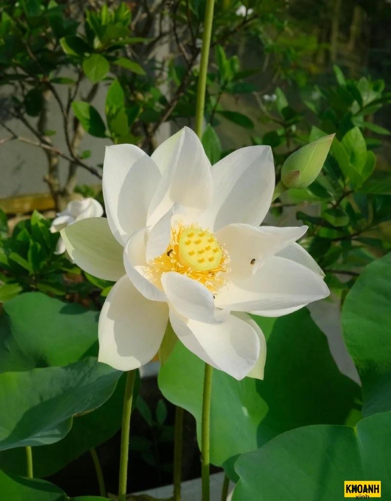 hoa sen trắng nghệ thuật