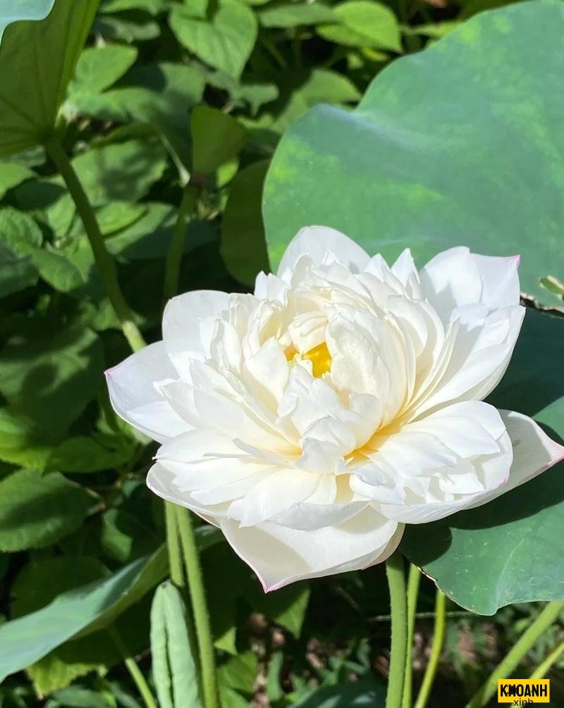 hoa sen trắng phong cách