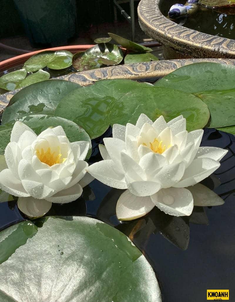 hoa sen trắng thanh khiết