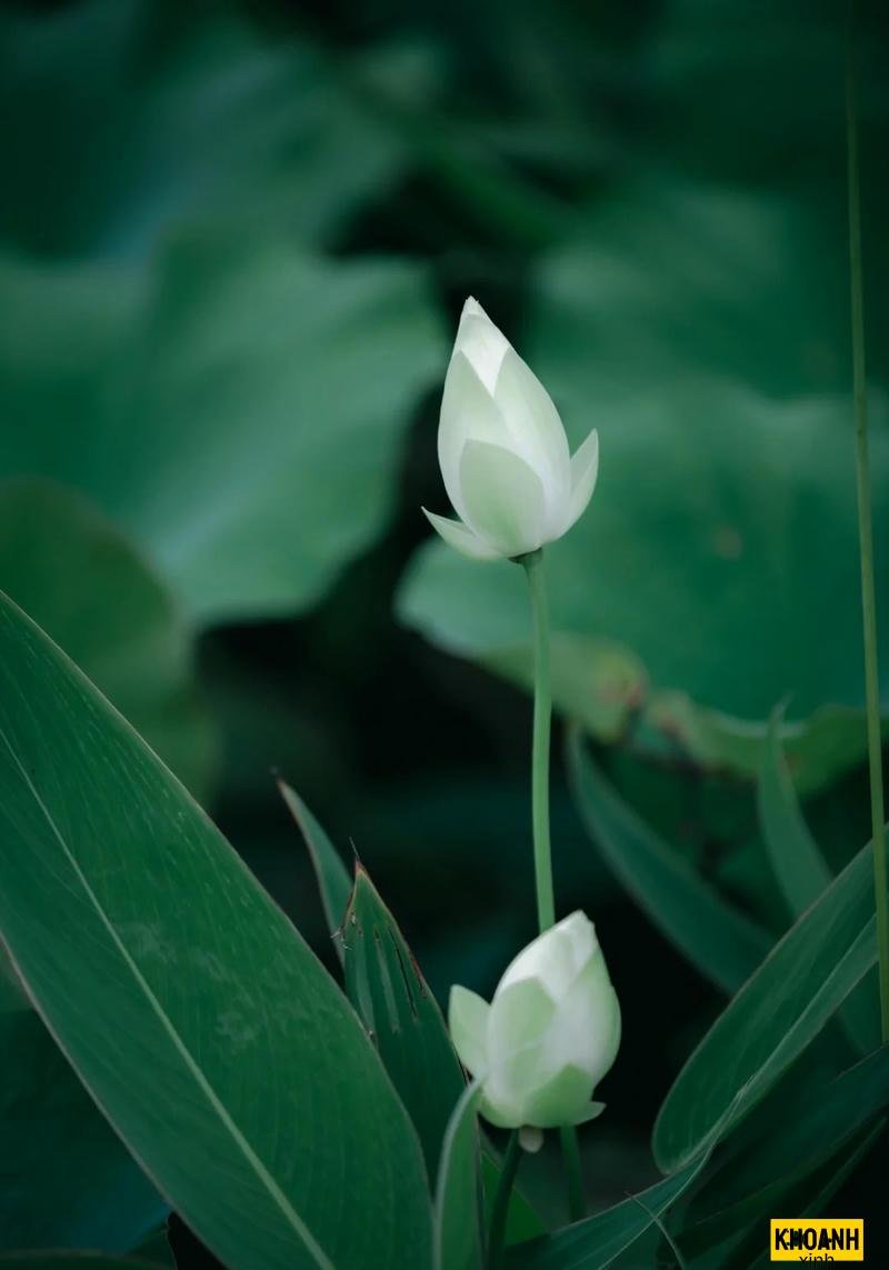 hoa sen trang thuan khiet