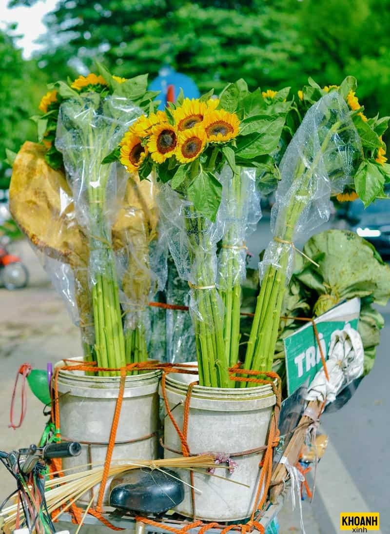 hoa thạch thảo tím thu