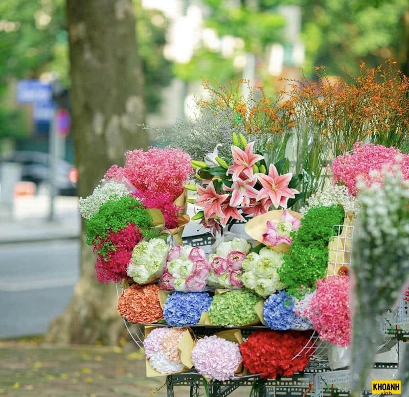 hoa thu hà nội rực rỡ