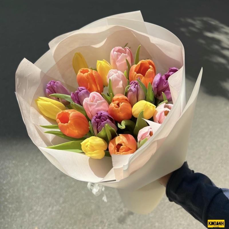 hoa tulip đa sắc màu