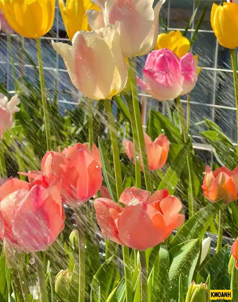 hoa tulip lung linh nắng