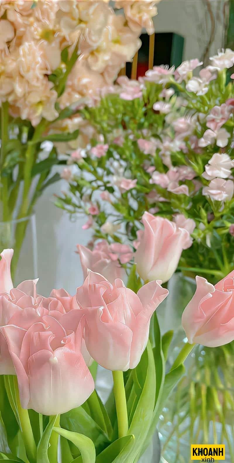 hoa tulip màu pastel nhẹ