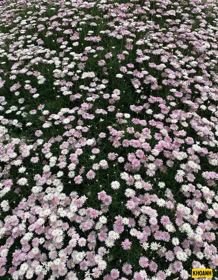 khoảnh khắc hoa nở đẹp