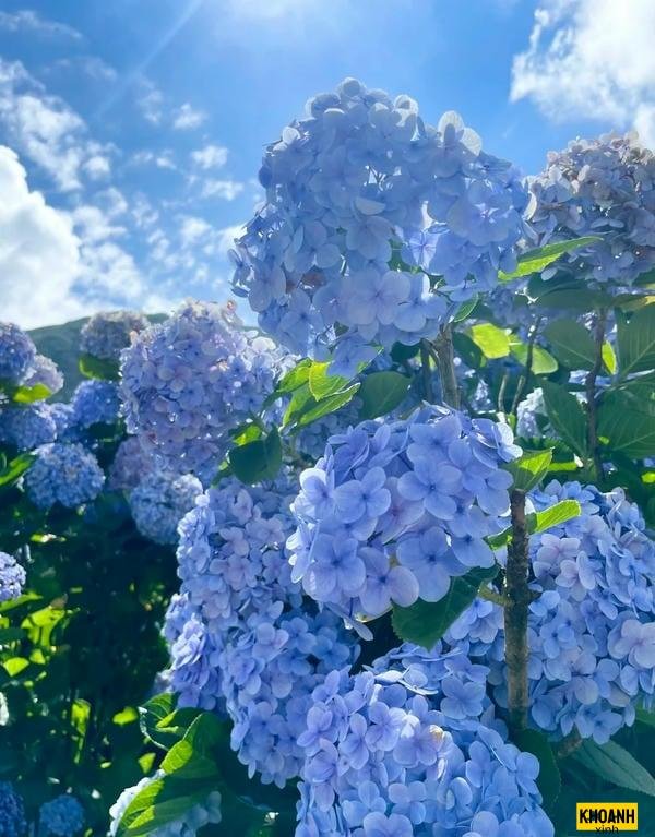 mẫu cẩm tú cầu 4k