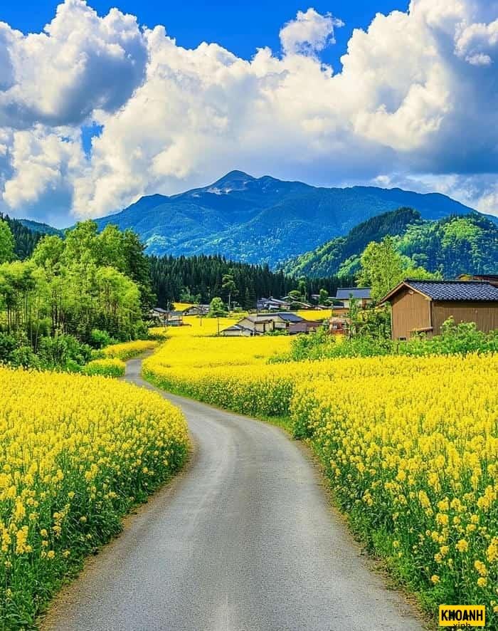 mau canh dong hoa 4k